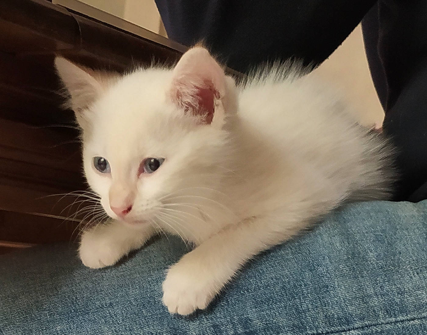 Milk participe au concours pour gagner de l'argent avec cette photo : balinese, carnivore, cat, claw, comfort, domestic_short_haired_cat, fawn, felidae, fur, paw, small_to_medium_sized_cats, snout, tail, whiskers