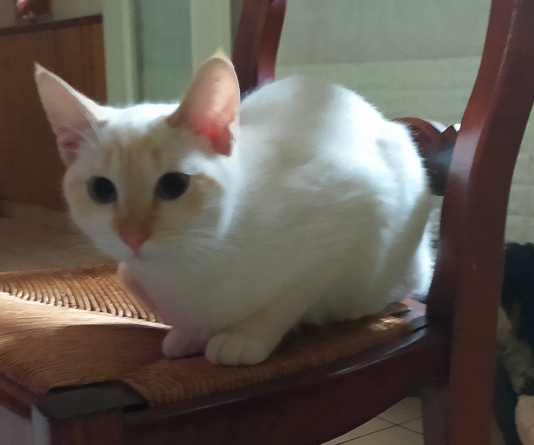 Blanka La Grande Soeur De Milk