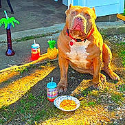 Helios joined the competition — help win amazing prizes! backyard, brown_dog, chips, collar, concrete, dog, drink_container, grass, ground, outdoor, pet, pineapple, plastic_cup, plastic_straw, red_collar, seat, shade, snack, summer, sunlight