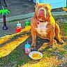 backyard, brown_dog, chips, collar, concrete, dog, drink_container, grass, ground, outdoor, pet, pineapple, plastic_cup, plastic_straw, red_collar, seat, shade, snack, summer, sunlight
