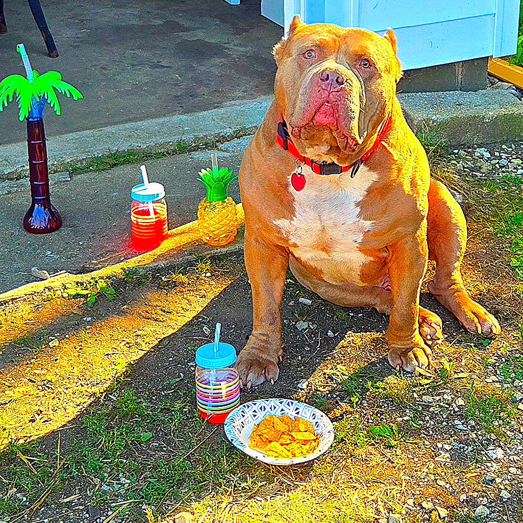 Helios joined the competition — help win amazing prizes! backyard, brown_dog, chips, collar, concrete, dog, drink_container, grass, ground, outdoor, pet, pineapple, plastic_cup, plastic_straw, red_collar, seat, shade, snack, summer, sunlight