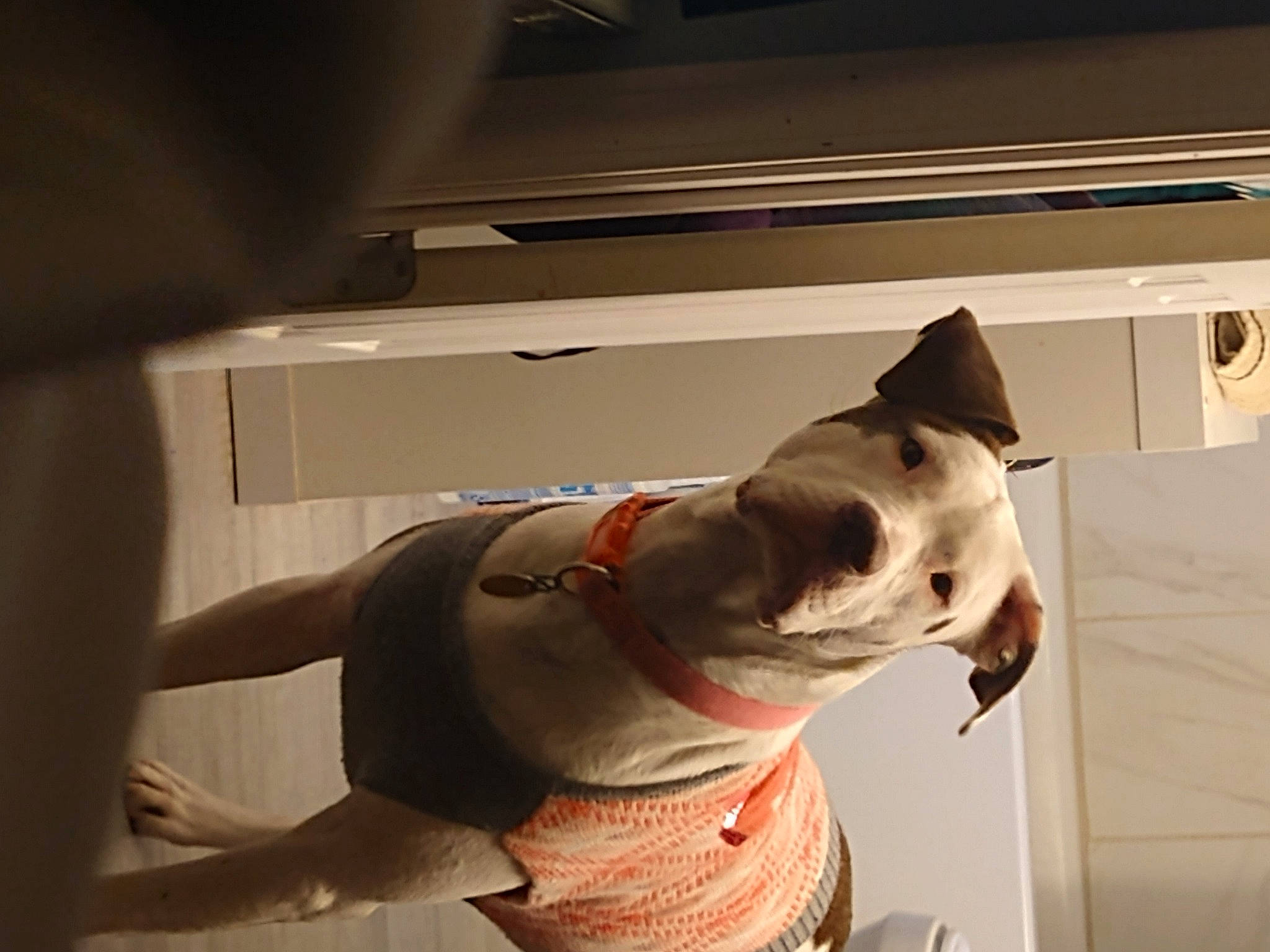 Dixie is registered to the contest to win money with this photo: bull_terrier, bull_terrier_miniature, canidae, carmine, carnivore, collar, comfort, companion_dog, dog, dog_breed, dog_collar, elbow, fawn, felidae, flooring, small_to_medium_sized_cats, snout, tail, whiskers, working_animal