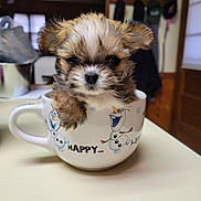 Sadie is registered to the contest to win money with this photo: puppy, dog, mug, table, indoor, cute, small, fluffy, animal, pet, snowman, cartoon, white, brown, fur, face, ears, handle, cozy, adorable