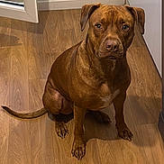 Hades participe au concours pour gagner de l'argent avec cette photo : dog, brown_dog, pet, canine, sitting, indoor, wooden_floor, floor, tail, paws, eyes, nose, fur, portrait, looking_at_camera, attentive, doorway, home_interior, whiskers, medium_sized_dog