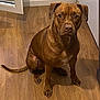 dog, brown_dog, pet, canine, sitting, indoor, wooden_floor, floor, tail, paws, eyes, nose, fur, portrait, looking_at_camera, attentive, doorway, home_interior, whiskers, medium_sized_dog