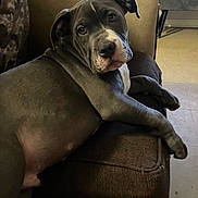 Blue is registered to the contest to win money with this photo: dog, pit_bull, gray_dog, pet, animal, portrait, close_up, lying_down, sitting, couch, sofa, indoor, home, living_room, relaxed, sleepy, wrinkled_face, floppy_ears, paws, adorable