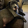 dog, pit_bull, gray_dog, pet, animal, portrait, close_up, lying_down, sitting, couch, sofa, indoor, home, living_room, relaxed, sleepy, wrinkled_face, floppy_ears, paws, adorable