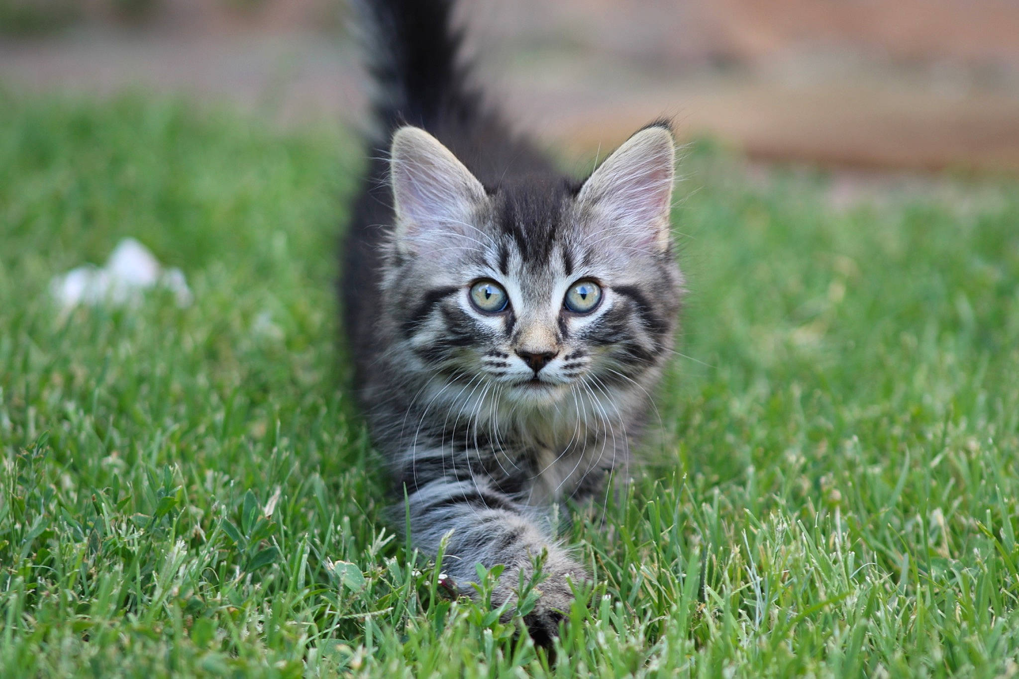 Alan joined the competition — help win amazing prizes! carnivore, cat, domestic_short_haired_cat, felidae, fur, grass, grassland, groundcover, herbaceous_plant, pasture, plant, prairie, sitting, small_to_medium_sized_cats, snout, soil, tail, terrestrial_animal, whiskers, wildlife