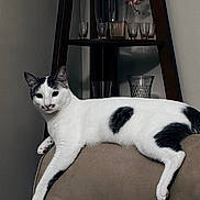 Jack My Cat joined the competition — help win amazing prizes! cat, white_cat, black_spots, feline, pet, indoor, lounge, chair, furniture, glassware, vase, flowers, wooden_shelf, curious, relaxed, animal, domestic, home, cute, looking