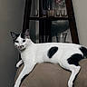 cat, white_cat, black_spots, feline, pet, indoor, lounge, chair, furniture, glassware, vase, flowers, wooden_shelf, curious, relaxed, animal, domestic, home, cute, looking
