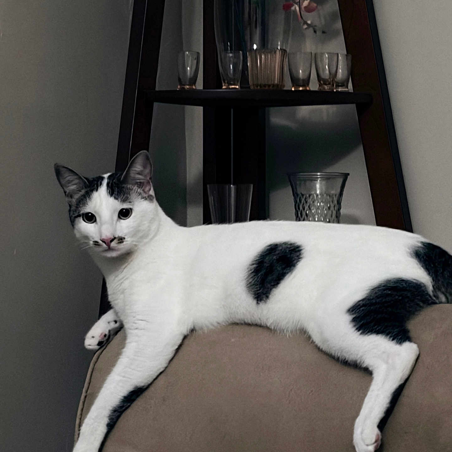 Jack My Cat