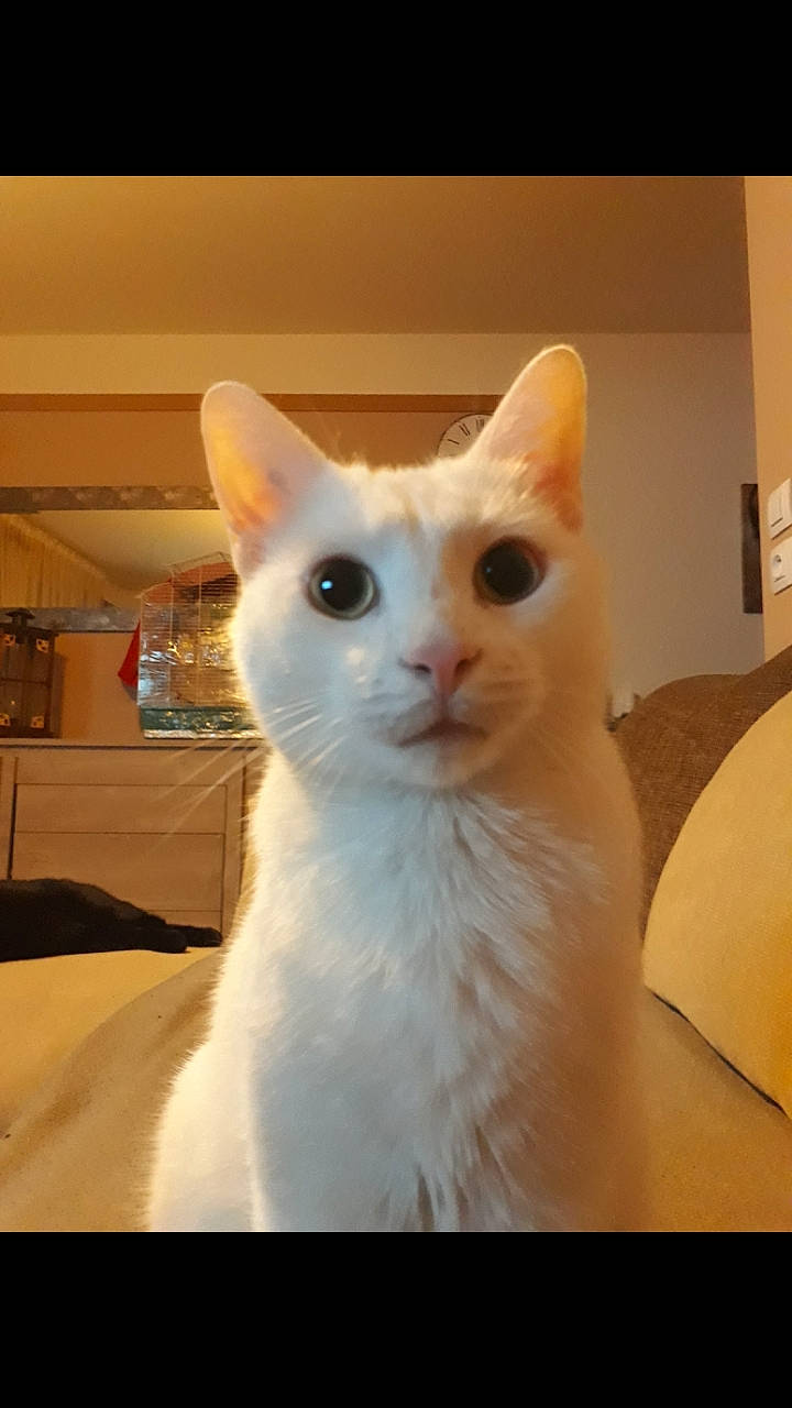 Flocon participe au concours pour gagner de l'argent avec cette photo : carnivore, cat, domestic_short_haired_cat, fawn, felidae, fur, small_to_medium_sized_cats, snout, tail, terrestrial_animal, whiskers