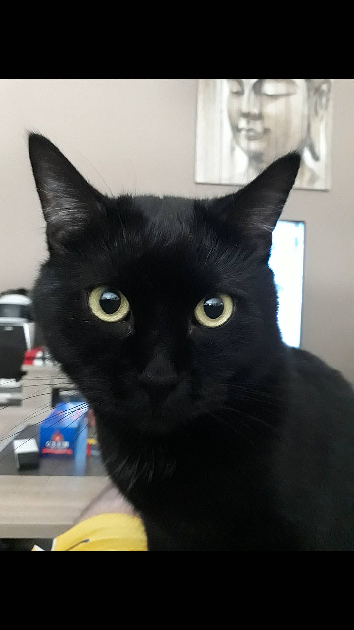 Georges a rejoint le concours — aidez-le/la à gagner de superbes lots ! black_cat, carnivore, cat, domestic_short_haired_cat, ear, felidae, fur, iris, small_to_medium_sized_cats, snout, whiskers