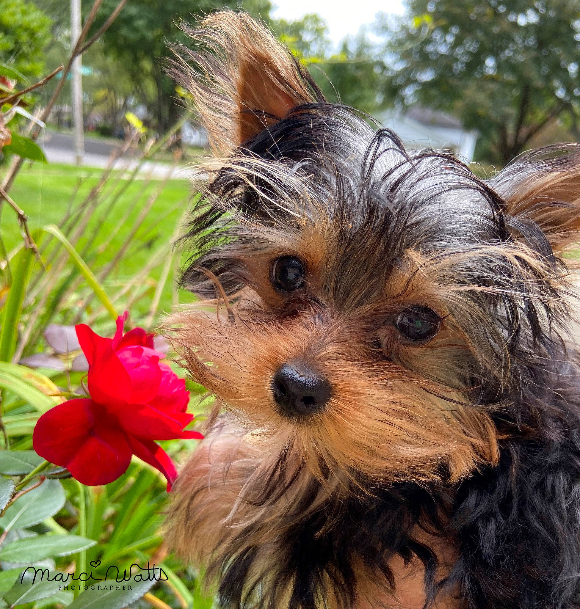 Button joined the competition — help win amazing prizes! australian_silky_terrier, australian_terrier, biewer_terrier, canidae, carnivore, chinese_imperial_dog, companion_dog, dog, dog_breed, mammal, morkie, norwich_terrier, puppy, rare_breed_dog, small_terrier, terrier, toy_dog, vertebrate, yorkipoo, yorkshire_terrier