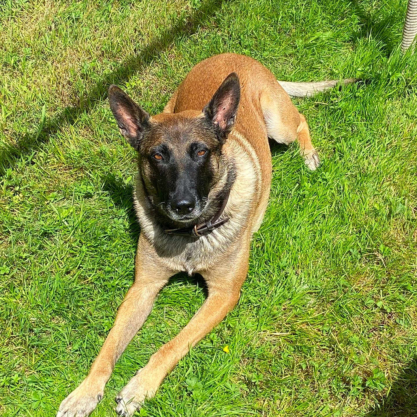 Django participe au concours pour gagner de l'argent avec cette photo : accessories, animal, backyard, canine, chihuahua, dog, field, germanshepherd, grass, grassland, green, lawn, nature, outdoors, pet, plant, policedog, puppy, strap, yard