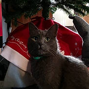 Bob a rejoint le concours — aidez-le/la à gagner de superbes lots ! animal, cat, christmas, christmas_tree, closeup, collar, curious, decoration, feline, festive, floor_tiles, gray_cat, green_collar, holiday, home, indoor, ornament, pet, tree_skirt, winter