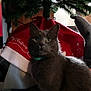 animal, cat, christmas, christmas_tree, closeup, collar, curious, decoration, feline, festive, floor_tiles, gray_cat, green_collar, holiday, home, indoor, ornament, pet, tree_skirt, winter
