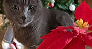 Bob a rejoint le concours — aidez-le/la à gagner de superbes lots ! animal, blurred_background, cat, celebration, christmas_tree, cozy, curious, decorations, feline, festive, flower, gray_cat, greenery, holiday, indoor, ornaments, pet, plant, poinsettia, red_leaves