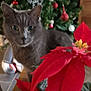 Bob a rejoint le concours — aidez-le/la à gagner de superbes lots ! animal, blurred_background, cat, celebration, christmas_tree, cozy, curious, decorations, feline, festive, flower, gray_cat, greenery, holiday, indoor, ornaments, pet, plant, poinsettia, red_leaves