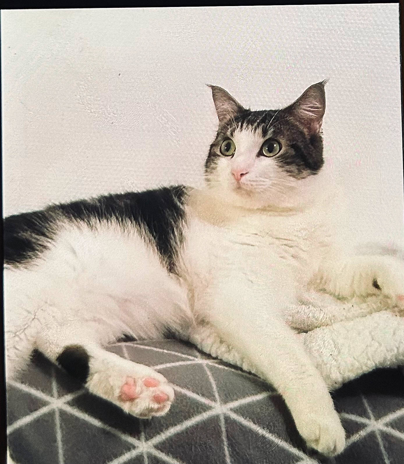 Reiki participe au concours pour gagner de l'argent avec cette photo : art, carnivore, cat, claw, comfort, domestic_short_haired_cat, eye, felidae, foot, fur, illustration, paw, rectangle, sitting, small_to_medium_sized_cats, square, tail, terrestrial_animal, whiskers, window