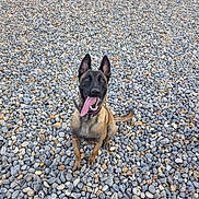 Oslo a rejoint le concours — aidez-le/la à gagner de superbes lots ! alert, animal, black, brown, canine, collar, daylight, dog, ears_up, friendly, ground, happy, nature, outdoor, pebbles, pet, playful, sitting, texture, tongue_out