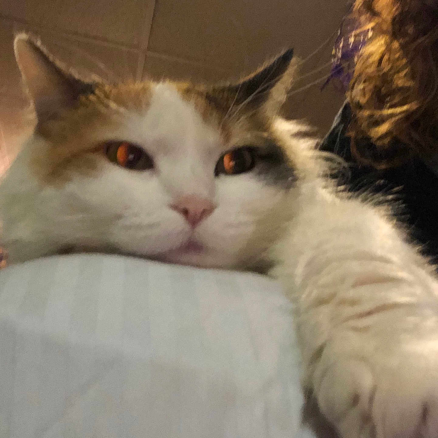 Fuff joined the competition — help win amazing prizes! abyssinian, adult, angora, animal, bed, bedroom, cat, face, female, furniture, head, indoors, kitten, manx, person, pet, photography, portrait, sleeping, woman