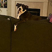 Layla is registered to the contest to win money with this photo: animal, black_and_white, canine, carpet, couch, cozy, dog, domestic_animal, fireplace, furniture, home, household, indoor, living_room, looking, pet, relaxed, resting, sitting, television