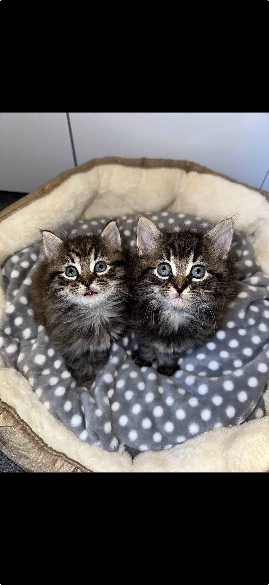 Gus is registered to the contest to win money with this photo: bag, basket, carnivore, cat, cat_bed, cat_supply, comfort, domestic_short_haired_cat, drinkware, felidae, fur, grey, luggage_and_bags, pattern, paw, sitting, small_to_medium_sized_cats, snout, tail, whiskers