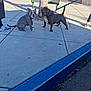 Lola is registered to the contest to win money with this photo: dog, dogs, sidewalk, leash, tree, bench, person, shoe, shadow, outdoor, concrete, curb, pavement, street, sunlight, daytime, animal, pet, mammal, canine