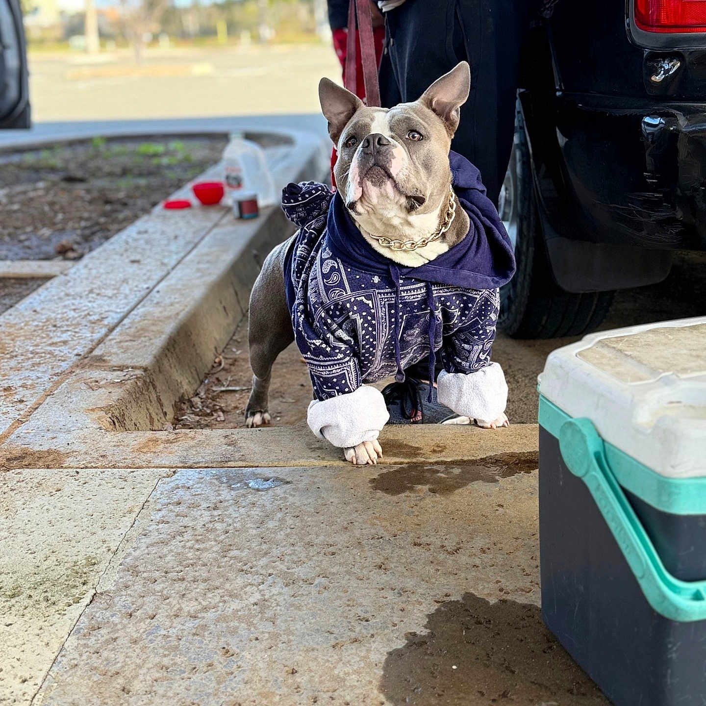 Lola joined the competition — help win amazing prizes! animal, blue, casual_clothing, chain, concrete, cooler, daytime, dog, grey, hoodie, leash, outdoor, pavement, person, pet, sidewalk, standing, street, urban, vehicle