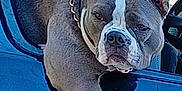 Lola is registered to the contest to win money with this photo: dog, car, window, animal, pet, canine, leash, collar, outdoor, blue_car, portrait, alert, ears_up, sitting, resting, daylight, vehicle, side_view, muzzle, fur