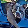 dog, car, window, animal, pet, canine, leash, collar, outdoor, blue_car, portrait, alert, ears_up, sitting, resting, daylight, vehicle, side_view, muzzle, fur