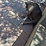 Lola is registered to the contest to win money with this photo: dog, sidewalk, brick, shadow, concrete, leash, sneakers, socks, person, outdoor, resting, pavement, pet, animal, daylight, shade, walking, relaxed, casual, urban