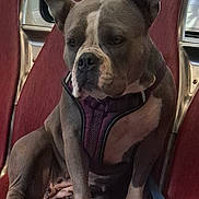 Lola is registered to the contest to win money with this photo: animal, canine, dog, ears, face, fur, harness, indoor, leash, metal_frame, paws, pet, public_transport, quiet, red_seat, resting, sitting, snout, waiting, window