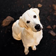 Unther a rejoint le concours — aidez-le/la à gagner de superbes lots ! animal, canine, cockerspaniel, dog, eskimodog, goldenretriever, hound, labradorretriever, pet, poodle, puppy, snout, terrier, whitedog