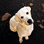 animal, canine, cockerspaniel, dog, eskimodog, goldenretriever, hound, labradorretriever, pet, poodle, puppy, snout, terrier, whitedog
