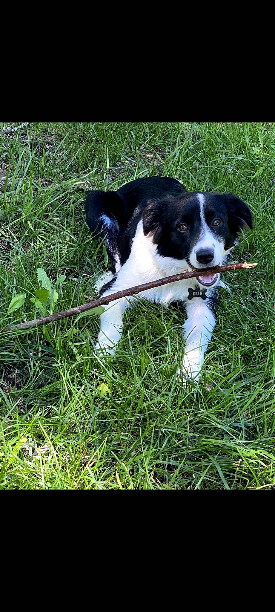 Bear is registered to the contest to win money with this photo: border_collie, canidae, carnivore, chair, companion_dog, dog, dog_breed, electric_blue, grass, gun_dog, herding_dog, mcnab, plant, sporting_group, tail, terrestrial_animal, terrestrial_plant, working_dog