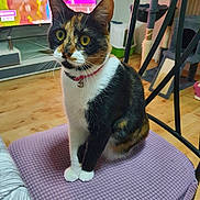 Wanda a rejoint le concours — aidez-le/la à gagner de superbes lots ! bell, calico_cat, cat, cat_tree, chair, collar, curious, cushion, domestic_cat, ears, feline, furniture, home, indoor, pet, sitting, television, whiskers, wooden_floor, yellow_eyes