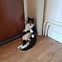 animal, black, calico, cat, corner, curious, door, feline, home, house, indoor, looking, orange, paw, pet, pipe, relaxed, sitting, white, wooden_floor