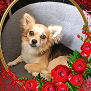 Billy a rejoint le concours — aidez-le/la à gagner de superbes lots ! alert, animal, chihuahua, circular_frame, closeup, cushion, cute, decorative, dog, fluffy, golden_frame, gray_cushion, green_leaves, indoor, pet, portrait, red_flowers, relaxed, resting, small_dog