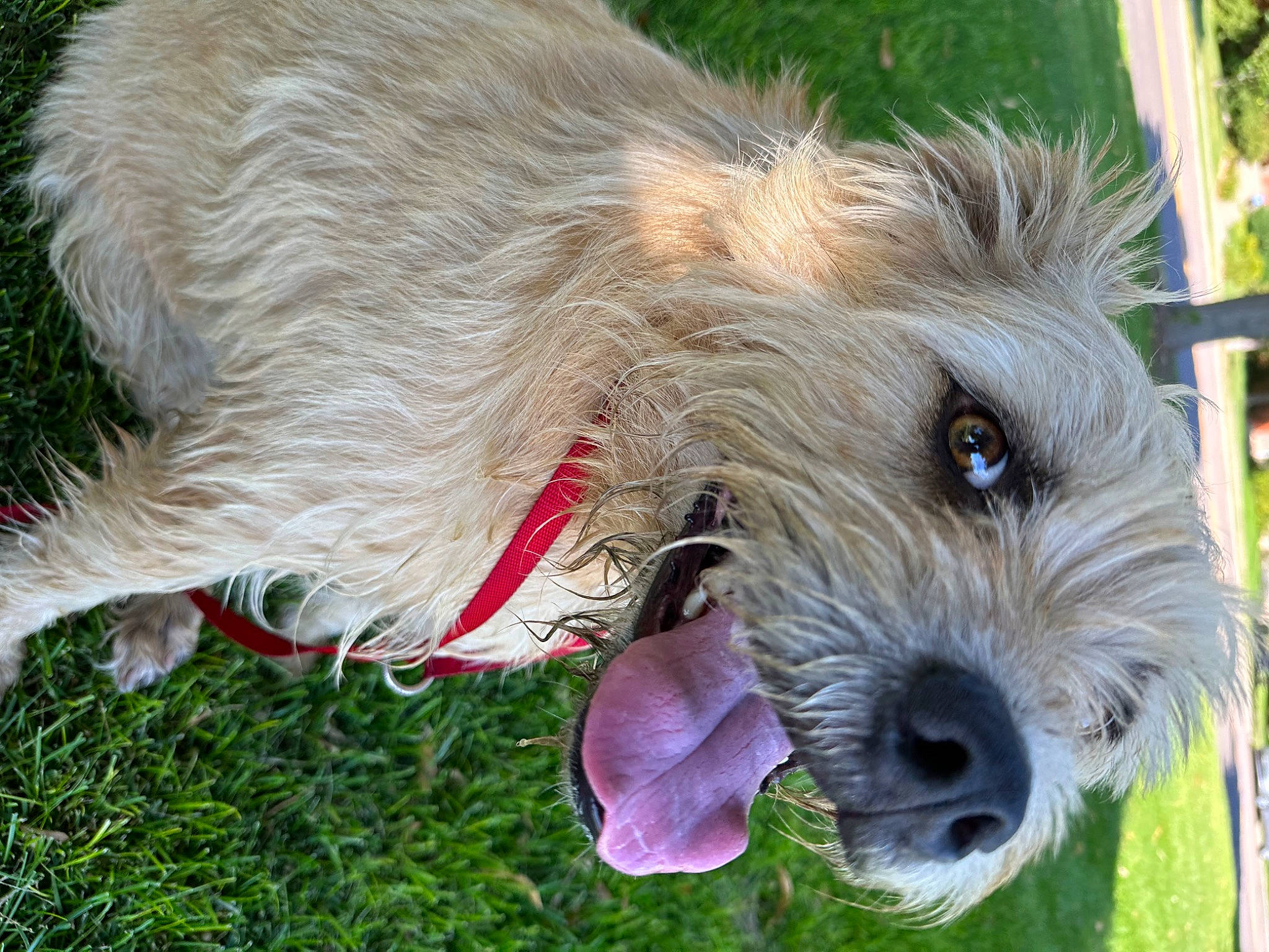 Diego is registered to the contest to win money with this photo: canidae, carnivore, collar, companion_dog, dog, dog_breed, dog_clothes, dog_collar, dog_supply, grass, pet_supply, plant, schnauzer, small_terrier, snout, sporting_group, terrier, toy_dog, welsh_terrier, working_animal