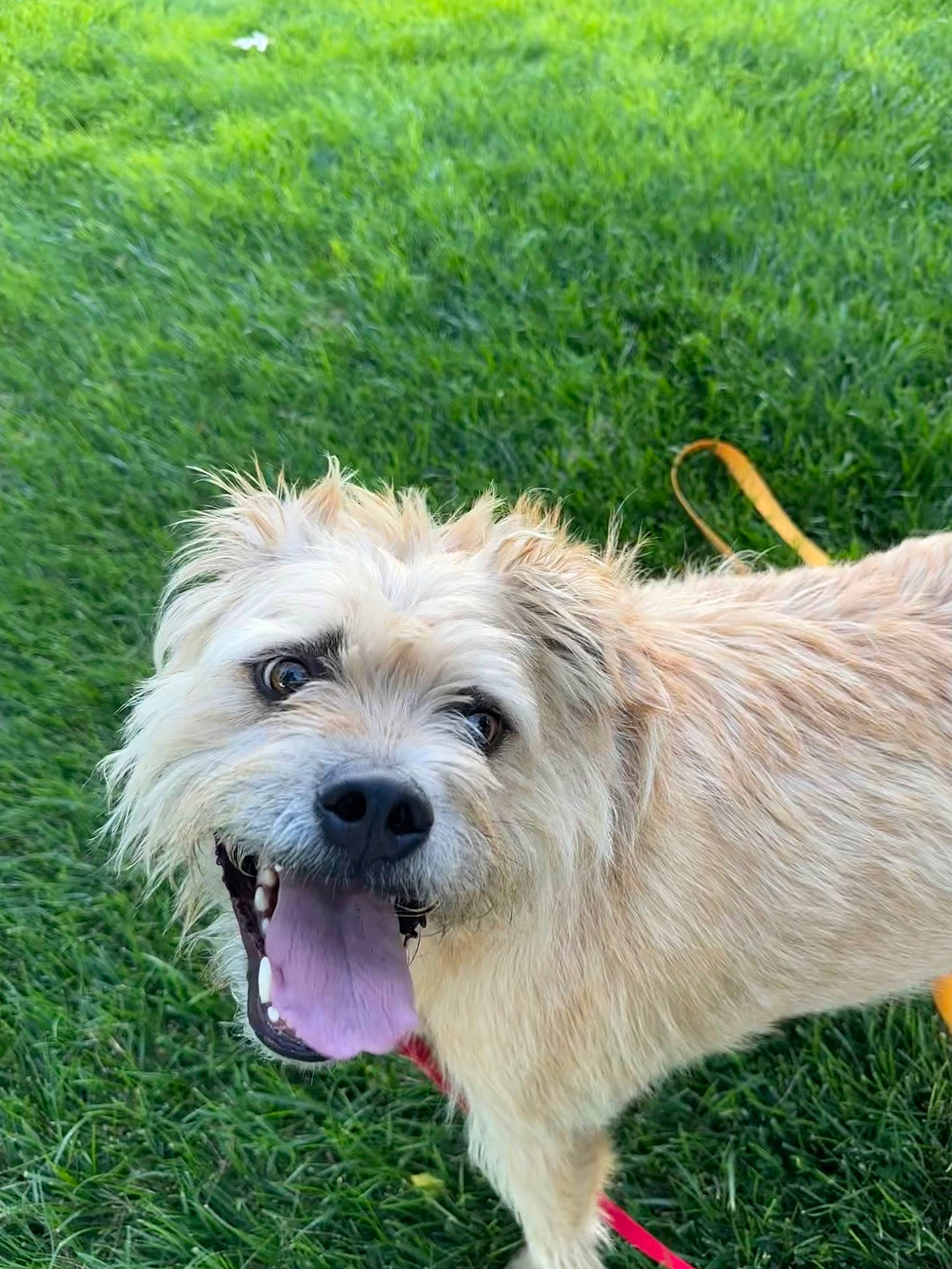 Diego is registered to the contest to win money with this photo: canidae, carnivore, collar, companion_dog, dog, dog_breed, dog_collar, event, fur, grass, leash, small_terrier, sporting_group, terrier, working_animal