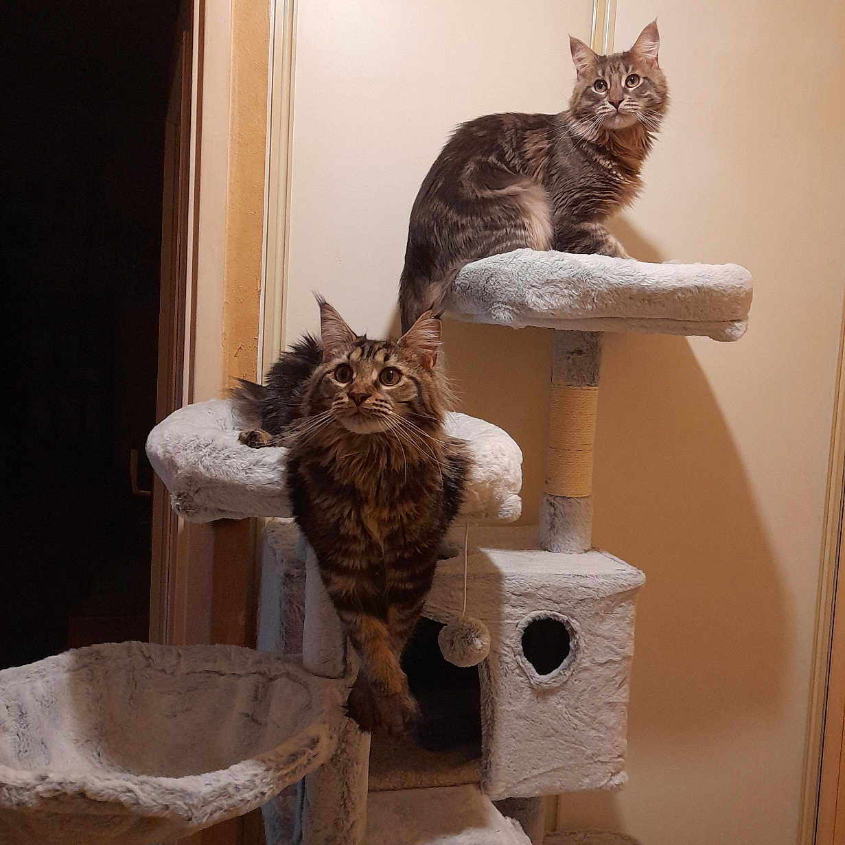 Ulysse Et Umiko participe au concours pour gagner de l'argent avec cette photo : abyssinian, animal, archaeology, architecture, building, cat, chair, closet, cupboard, furniture, hardwood, indoors, kitten, livingroom, manx, pet, plywood, room, shelf, wood