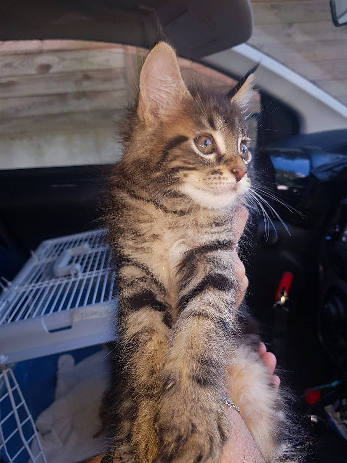 Timeo participe au concours pour gagner de l'argent avec cette photo : automotive_exterior, car, carnivore, cat, claw, domestic_short_haired_cat, door, felidae, fur, lap, paw, plant, sitting, small_to_medium_sized_cats, tail, terrestrial_animal, tree, vehicle, whiskers