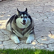 Luna joined the competition — help win amazing prizes! dog, husky, outdoor, patio, stone_floor, grass, pet, canine, smiling, relaxed, sunlight, bench, fur, animal, mammal, tongue_out, portrait, laying_down, daytime, friendly