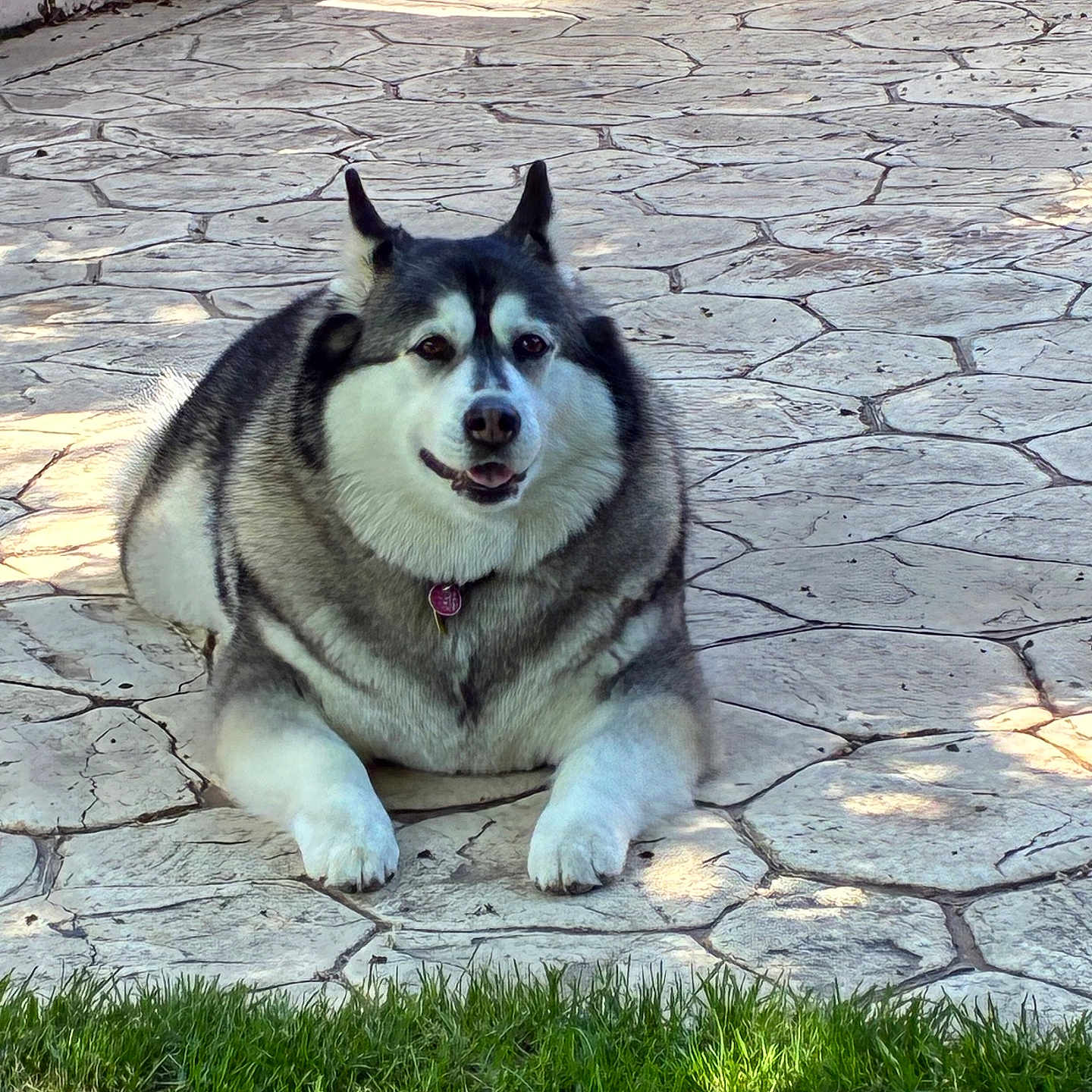 Luna joined the competition — help win amazing prizes! animal, bench, canine, daytime, dog, friendly, fur, grass, husky, laying_down, mammal, outdoor, patio, pet, portrait, relaxed, smiling, stone_floor, sunlight, tongue_out