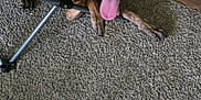 Nylah is registered to the contest to win money with this photo: animal, black_face, brown_dog, canine, cardboard_box, carpet, cute, dog, floor, folding_chair, happy, home, indoor, laying_down, paw, pet, relaxed, resting, tongue, tongue_out