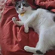 Smokey is registered to the contest to win money with this photo: cat, bed, blanket, sheet, floral_pattern, indoor, pet, animal, white_cat, gray_cat, relaxed, lying_down, feline, cozy, domestic, resting, paw, floor, tile_floor, collar