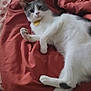 cat, bed, blanket, sheet, floral_pattern, indoor, pet, animal, white_cat, gray_cat, relaxed, lying_down, feline, cozy, domestic, resting, paw, floor, tile_floor, collar