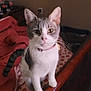 Smokey joined the competition — help win amazing prizes! cat, pet, indoor, bed, blanket, wooden_furniture, collar, curious, gray_and_white, animal, feline, whiskers, pink_nose, tail, floor_tile, window, nightstand, bottle, room, soft_light